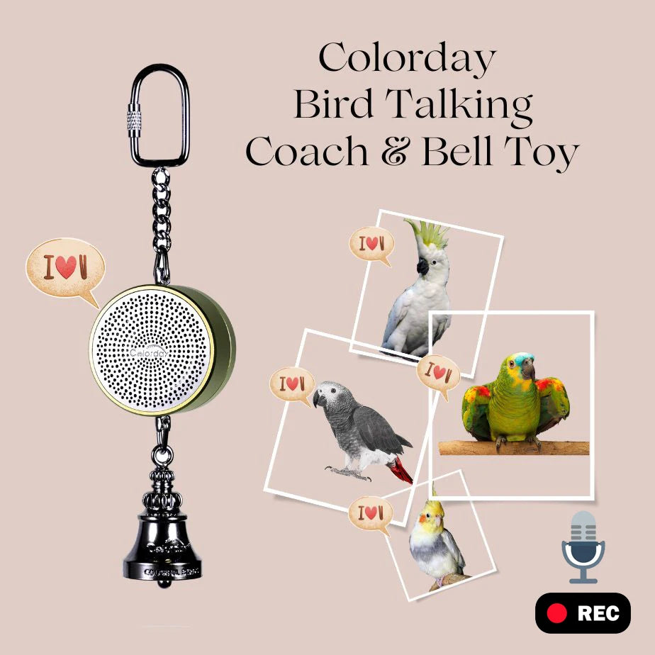 Parrot Toys to Teach Train Bird Talking