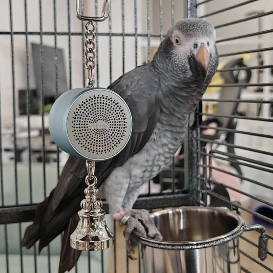 Parrot Toys to Teach Train Bird Talking