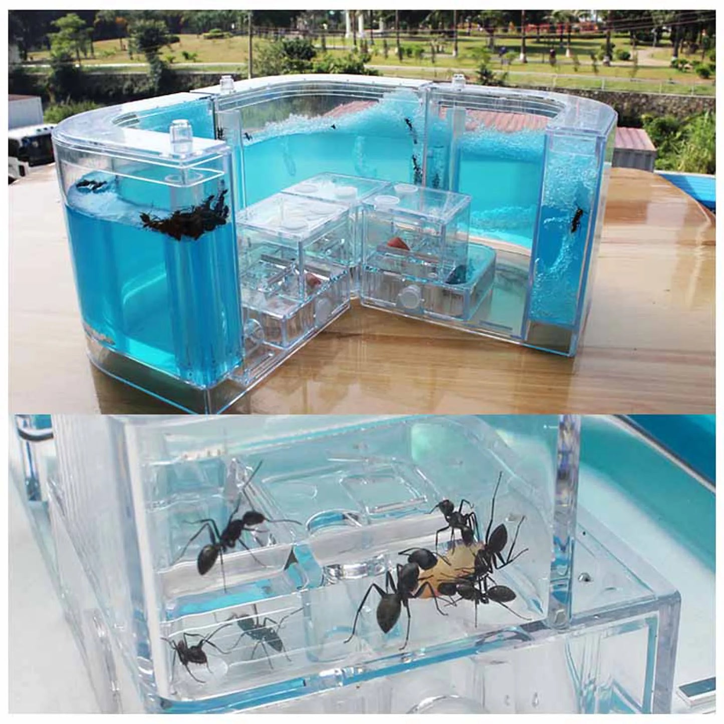 3D Ant Farm Maze Educational & Learning Kit