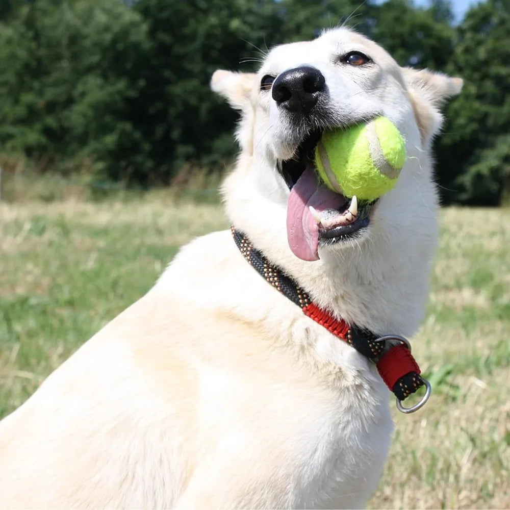 Automatic Dog Ball Launcher