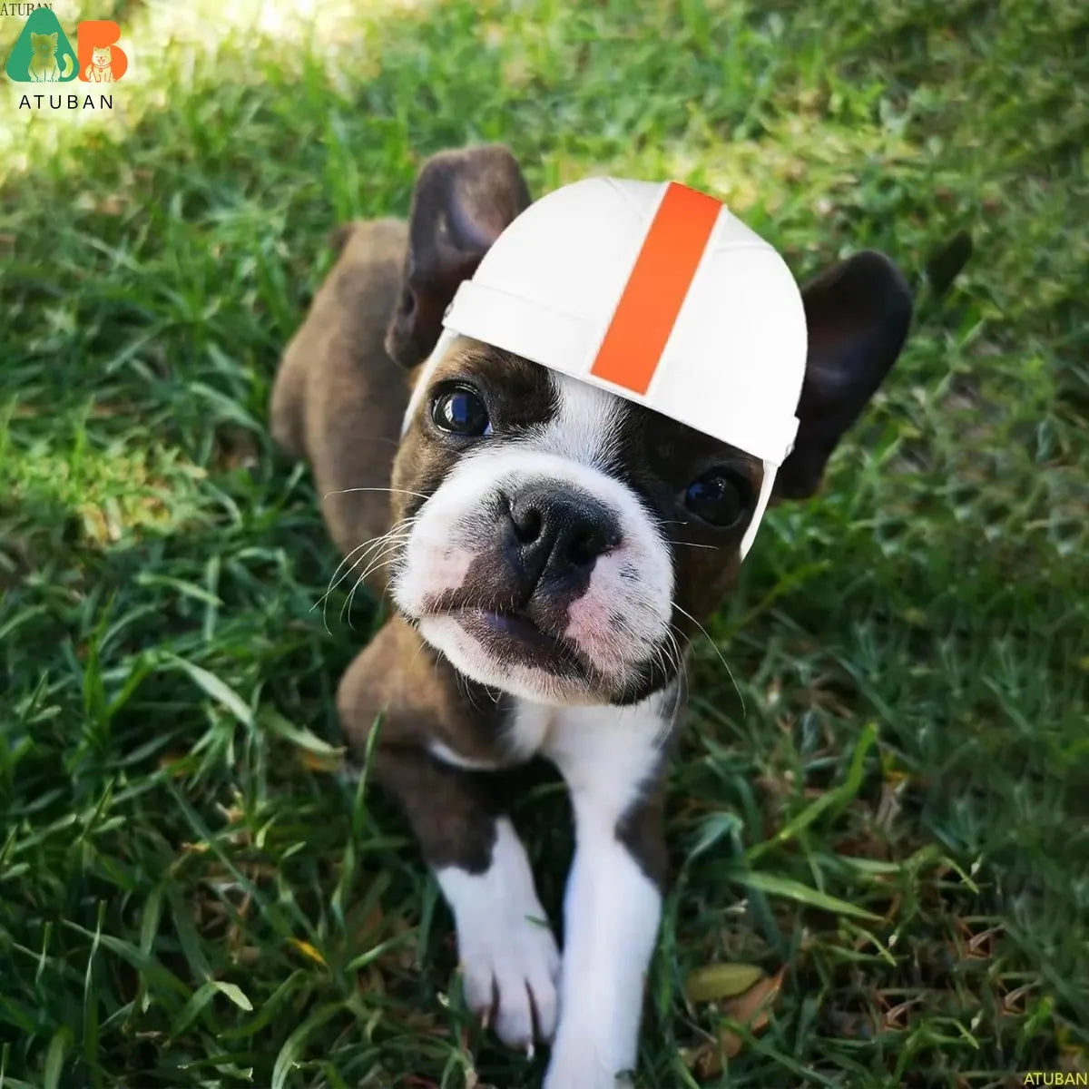 Safety Helmet with Ear Holes for Small Dogs