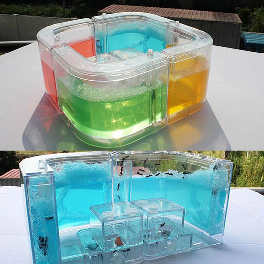 3D Ant Farm Maze Educational & Learning Kit